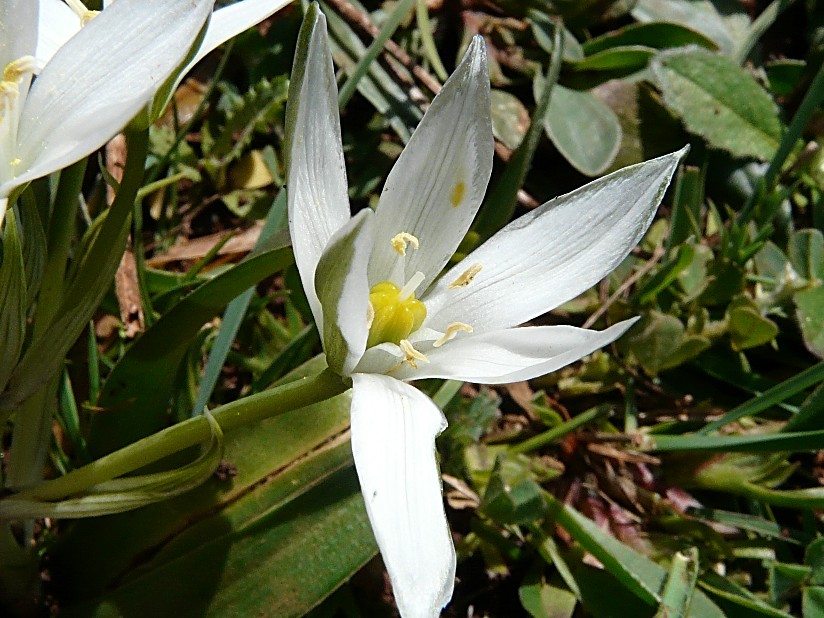 Ornithogalum montanum / Latte di gallina a foglie larghe